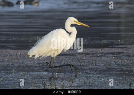 Fortgeschrittene Reiher - Mesophoyx intermedia Stockfoto