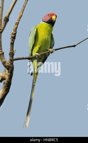 Unter der Leitung von Plum Sittich - geflohen cyanocephala Stockfoto