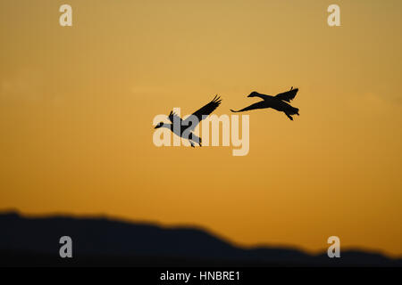 Schneegans - Chen caerulescens Stockfoto