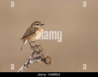 Schwarzkehlchen - Saxicola Torquata - weiblich Stockfoto