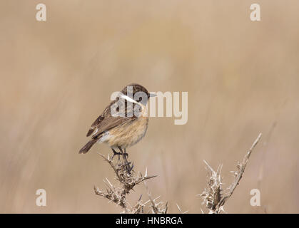 Schwarzkehlchen - Saxicola Torquata - männlich Stockfoto