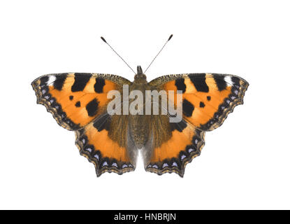 Kleiner Fuchs - Nymphalis urticae Stockfoto