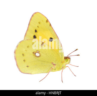 Getrübte gelb - Colias croceus Stockfoto