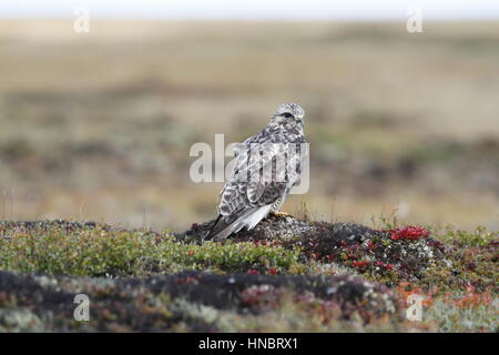 Junge rau – Dreibein Hawk gefunden Buteo Lagopus in der Tundra in der Nähe von Arviat, Nunavut Stockfoto