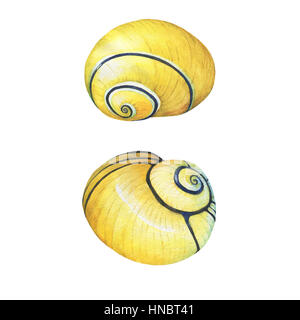 Objektmenge Unterwasserwelt - Illustrationen von verschiedenen tropischen Muscheln und Seesterne.  Handgezeichnete Aquarellmalerei auf braunem Hintergrund. Stockfoto
