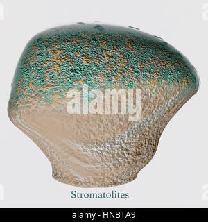 Stromatolithen sind eine mikrobielle Matten Struktur von den frühesten Formen des Lebens auf der Erde und sind heute noch vorhanden. Stockfoto