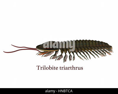 Trilobit triarthrus ist ein Burgess Shale Tier, das in der Kambrischen Meere von Kanada, Nordamerika, China und Europa gelebt. Stockfoto