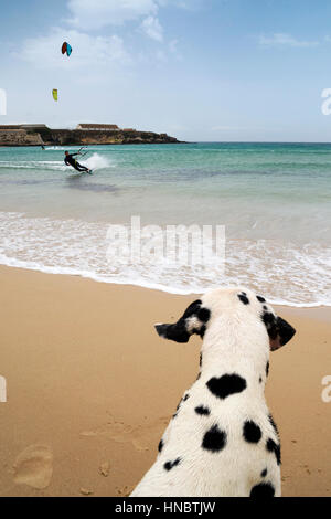Dalmatiner Hund beobachten Man Kitesurfen, Strand Los Lances, Tarifa, Cádiz, Andalusien, Spanien Stockfoto