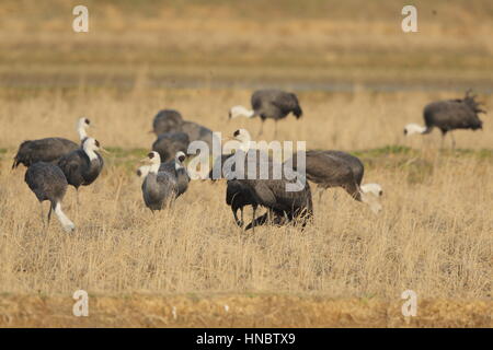 Eine Herde von vermummten Kranich (Grus Monacha), ein weltweit bedrohte Vogel, Fütterung in der berühmten "Kran-Felder" auf der Insel Kyushu, Japan Stockfoto