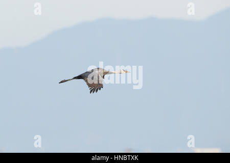 Einzelne Hooded Kranich (Grus Monacha), ein weltweit bedrohte Vogel, fliegen über das berühmte "Kran-Felder" auf der Insel Kyushu, Japan Stockfoto