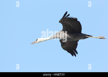 Einzelne Hooded Kranich (Grus Monacha), ein weltweit bedrohte Vogel, fliegen über das berühmte "Kran-Felder" auf der Insel Kyushu, Japan Stockfoto