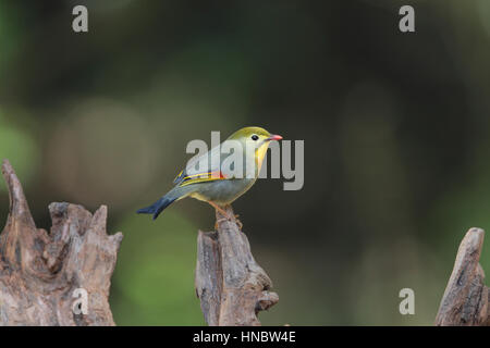 Rot-billed Leiothrix (Leiothrix Lutea), ein bunter nicht heimischer Vogel sitzt auf Totholz an einem Picknickplatz in Kyushu, Japan Stockfoto