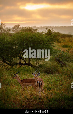 Paar männliche Impalas, Krüger-Nationalpark, Limpopo, Südafrika Stockfoto