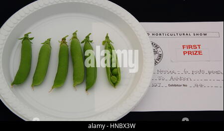 Preis gewinnende Erbsenschoten ausgestellt y bei einem traditionellen englischen Landesgartenschau in Sheffield, South Yorkshire England UK Stockfoto