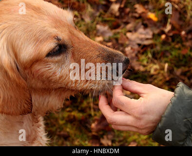 Frau, Fütterung eines Hundes Stockfoto