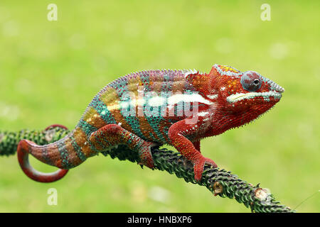 Porträt eines Panther-Chamäleons auf einem Zweig, Indonesien Stockfoto