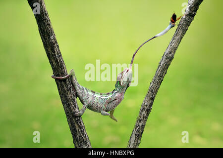 Chamäleon, die ernähren sich von Insekten, Indonesien Stockfoto