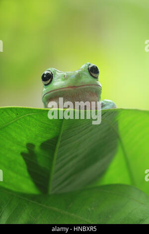 Plumpen Laubfrosch sitzt auf einem Blatt, Indonesien Stockfoto