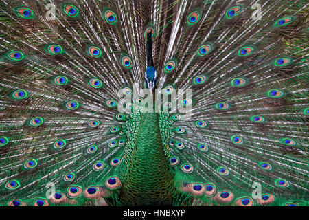 Pfau, Schwanzfedern anzeigen Stockfoto