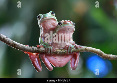 Zwei plumpen Laubfröschen auf einem Ast, Indonesien Stockfoto