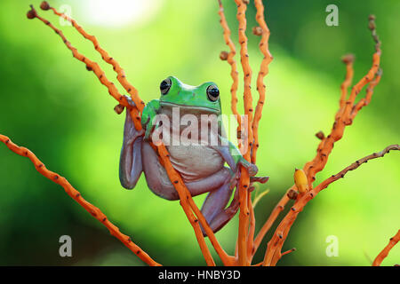 Plumpen Laubfrosch auf Ast, Indonesien Stockfoto