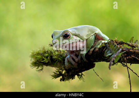 Plumpen Laubfrosch sitzt auf Pflanze, Indonesien Stockfoto