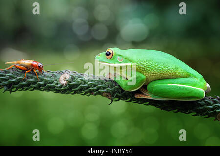 Weißlippen-Laubfrosch Blick auf ein Insekt, Indonesien Stockfoto