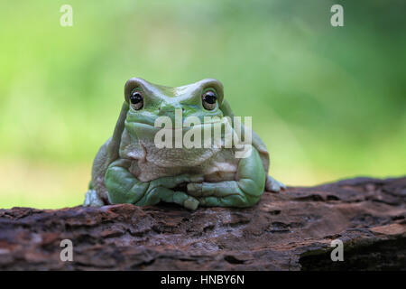 Plumpen Laubfrosch sitzt auf einem Baumstamm, Indonesien Stockfoto