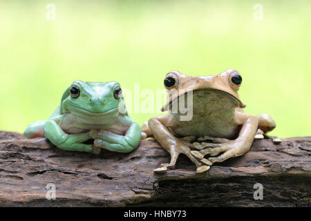 Plumpen Laubfrosch und eared Frosch sitzend auf Baumstamm, Indonesien Stockfoto