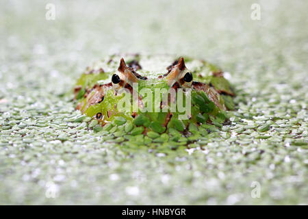 Pacman Frog untergetaucht in Wasserlinsen, Indonesien Stockfoto