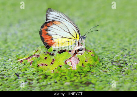 Schmetterling auf Pacman Frog, Indonesien Stockfoto