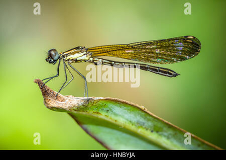 Libelle auf einem Blatt, Sukabumi, West-Java, Indonesien Stockfoto