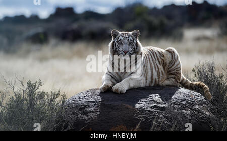 Tiger sitzen auf Felsen, Südafrika Stockfoto