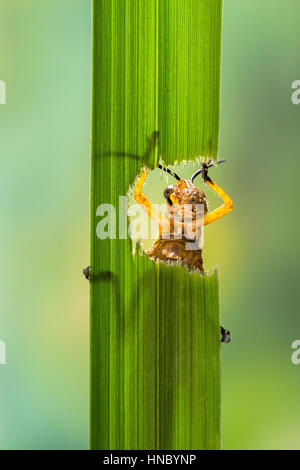 Heuschrecke Essen ein Blatt, Jakarta Timur, Indonesien Stockfoto