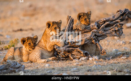 Löwenbabys, Etosha Nationalpark, Namibia Stockfoto