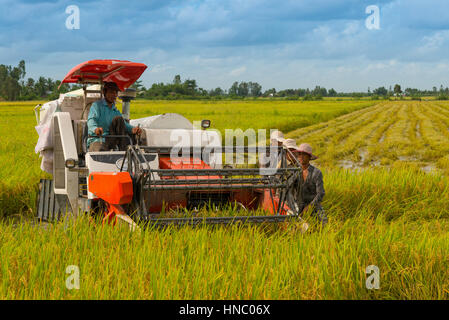 Männer, die Ernte Reis, können Tho City, Vietnam Stockfoto