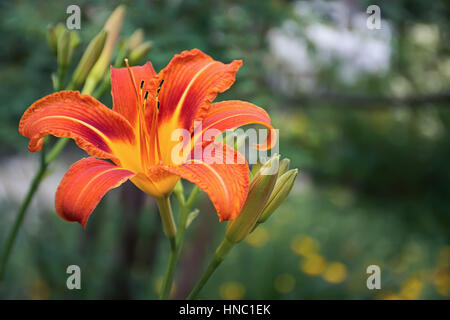 Feuer orange Blume Hemerocallis Fulva - TawnyDaylily, TigerDaylily, FulvousDaylily, DitchLily Stockfoto