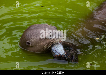 Riesenotter (Pteronura Brasiliensis), auch bekannt als die riesigen Fischotter. Stockfoto