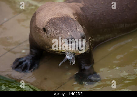 Riesenotter (Pteronura Brasiliensis), auch bekannt als die riesigen Fischotter. Stockfoto