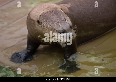 Riesenotter (Pteronura Brasiliensis), auch bekannt als die riesigen Fischotter. Stockfoto