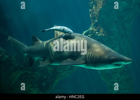 Live Sharksucker (Echeneis Naucrates) und der Sand Tigerhai (Carcharias Taurus), auch bekannt als das graue nurse Shark. Stockfoto