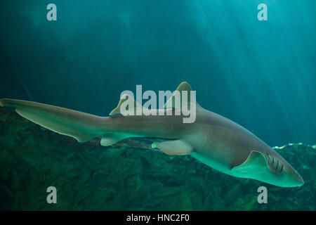 Ammenhai (Ginglymostoma Cirratum). Stockfoto