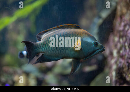 Slingjaw Lippfisch (Epibulus Insidiator). Stockfoto