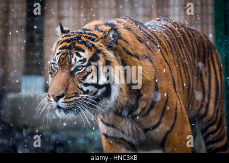 Edinburgh, Schottland. 10. Februar 2017. Großbritannien Wetter. Jambi Dusche der männlichen Sumatra-Tiger zu Fuß durch den Schnee an der Zoo von Edinburgh, Schottland, Großbritannien. Stockfoto