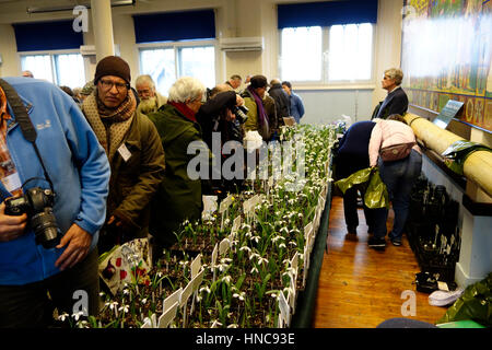 Shaftsbury Guildhall, Shaftesbury, UK. 11. Februar 2017. Galanthophiles (Schneeglöckchen Fanatiker) Abschied mit großen Summen für seltene und teure Schneeglöckchen (Galanthus) verkauft von Eigentümern der Spezialist Schneeglöckchen Baumschulen aus ganz Großbritannien beim heutigen Schneeglöckchen Festival in Shaftsbury Credit: John Swithinbank/Alamy Live News Stockfoto