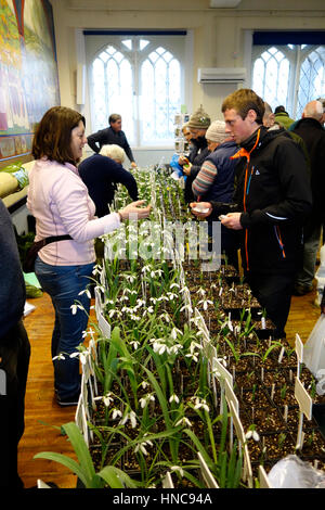 Shaftsbury Guildhall, Shaftesbury, UK. 11. Februar 2017. Galanthophiles (Schneeglöckchen Fanatiker) Abschied mit großen Summen für seltene und teure Schneeglöckchen (Galanthus) verkauft von Eigentümern der Spezialist Schneeglöckchen Baumschulen aus ganz Großbritannien beim heutigen Schneeglöckchen Festival in Shaftsbury Credit: John Swithinbank/Alamy Live News Stockfoto