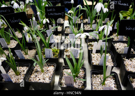 Shaftsbury Guildhall, Shaftesbury, UK. 11. Februar 2017. Teure Schneeglöckchen (Galanthus) verkauft von Inhaber Spezialist Schneeglöckchen beim heutigen Schneeglöckchen Festival in Shaftsbury Credit: John Swithinbank/Alamy Live News Stockfoto