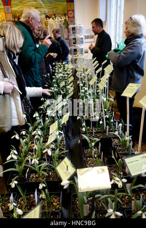 Shaftsbury Guildhall, Shaftesbury, UK. 11. Februar 2017. Galanthophiles (Schneeglöckchen Fanatiker) Abschied mit großen Summen für seltene und teure Schneeglöckchen (Galanthus) verkauft von Eigentümern der Spezialist Schneeglöckchen Baumschulen aus ganz Großbritannien beim heutigen Schneeglöckchen Festival in Shaftsbury Credit: John Swithinbank/Alamy Live News Stockfoto