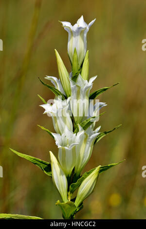 Willow-Enzian (Gentiana Asclepiadea), weiße Blume, Nördlingen, Bayern, Deutschland Stockfoto