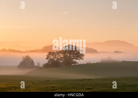 Morgen-Atmosphäre mit Morgennebel, Bauersbach in der Nähe von Wielenbach, Fünfseenland, Upper Bavaria, Bavaria, Germany Stockfoto